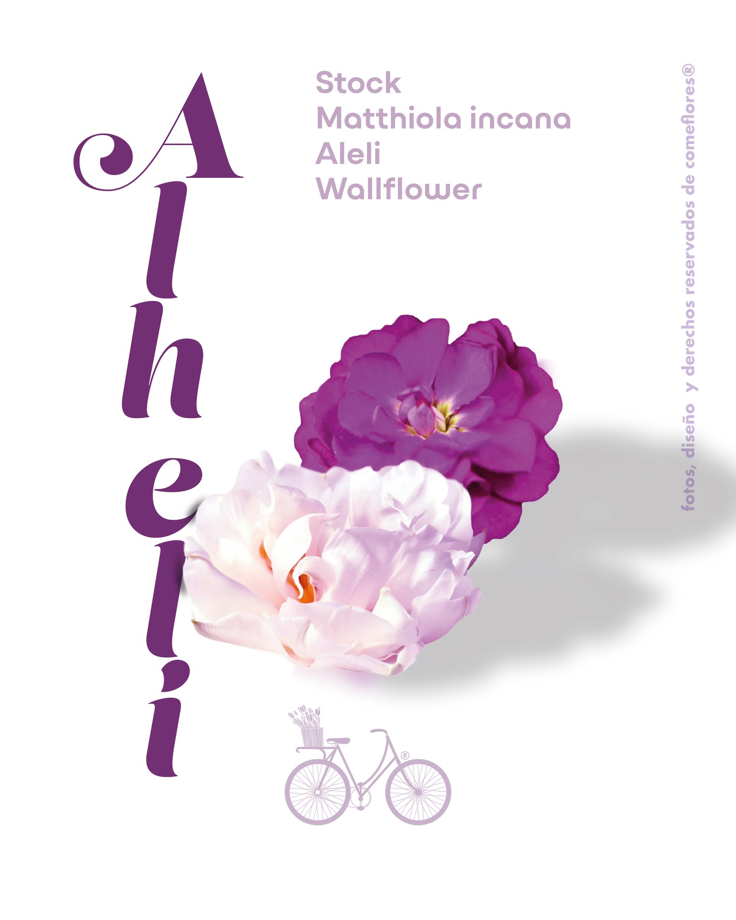 Alhelí