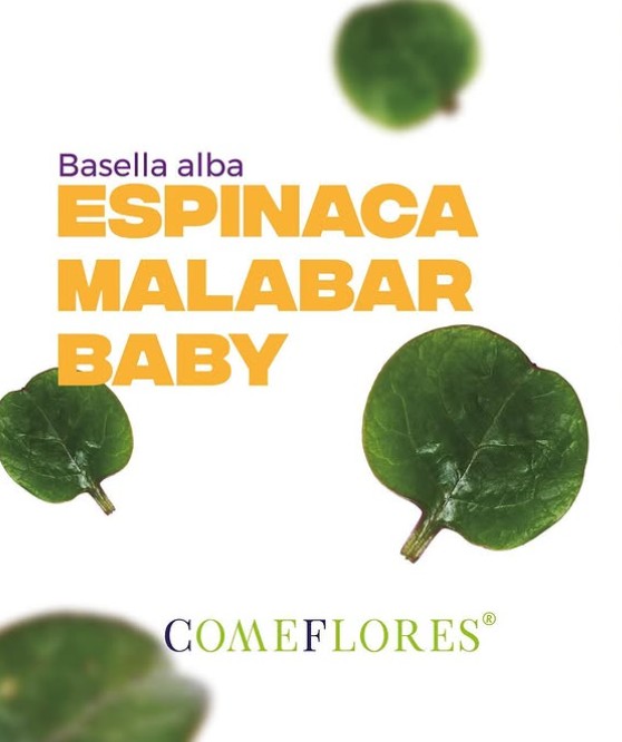Espinaca Bebé