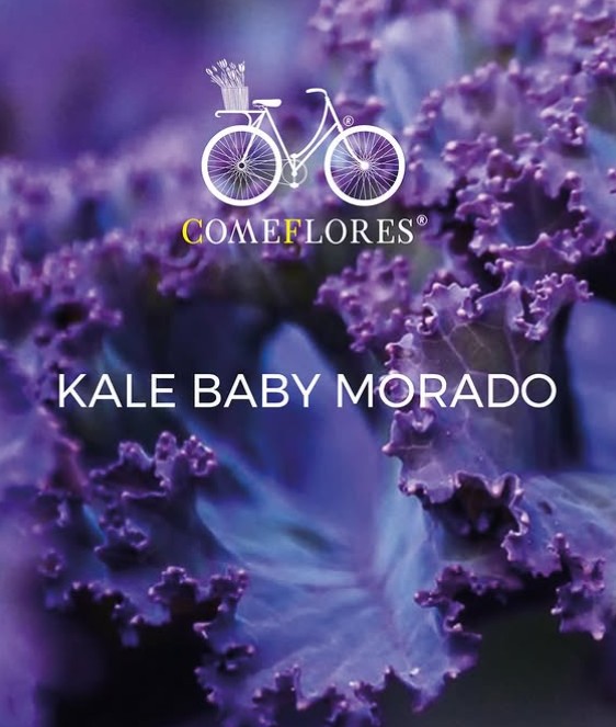 Kale Bebé