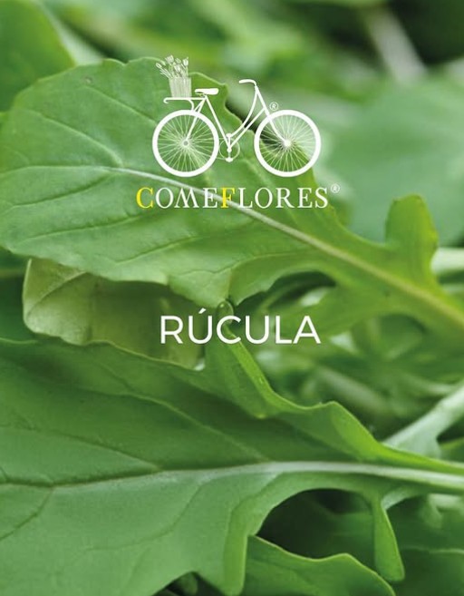 Rúcula