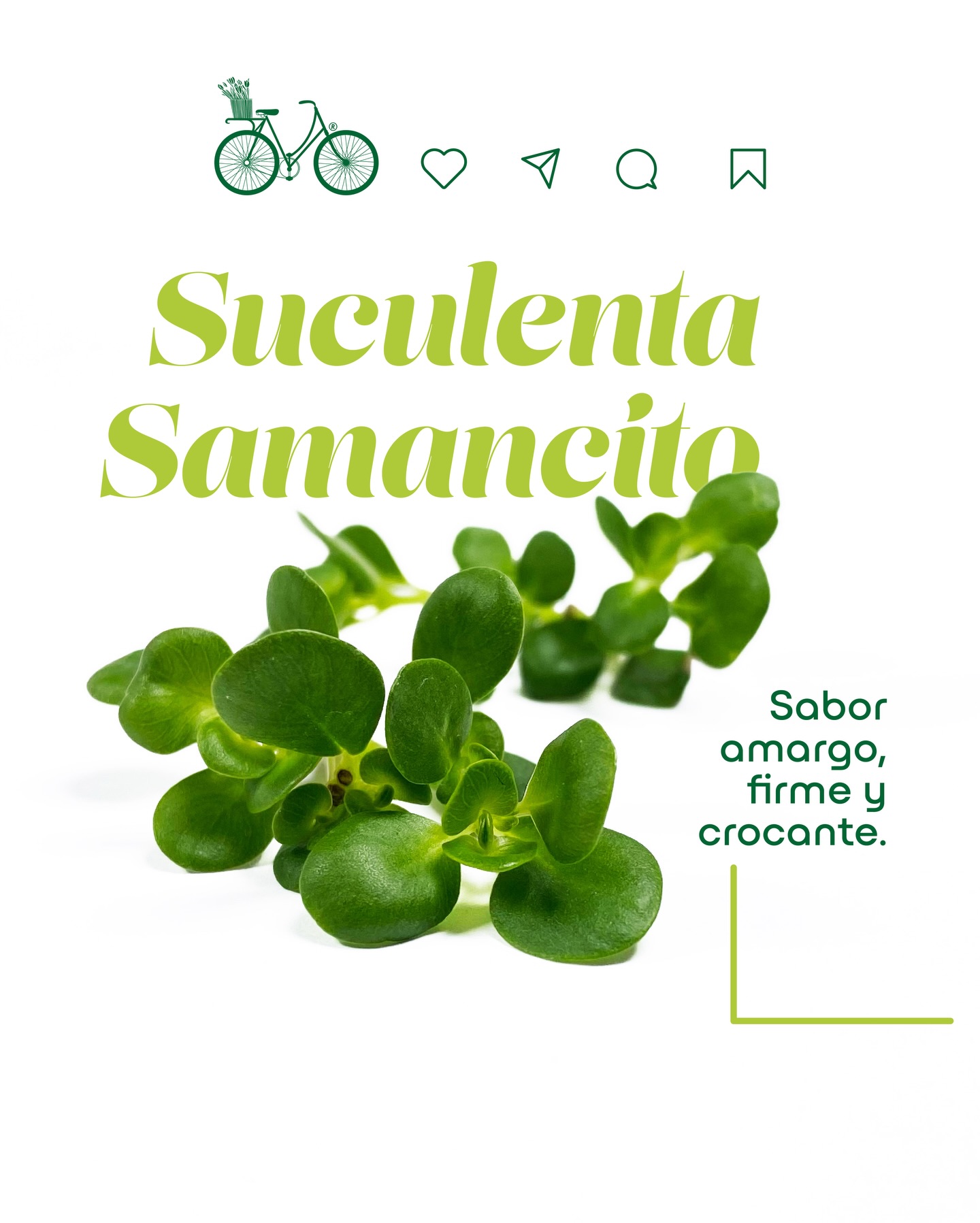 Suculenta Samancito
