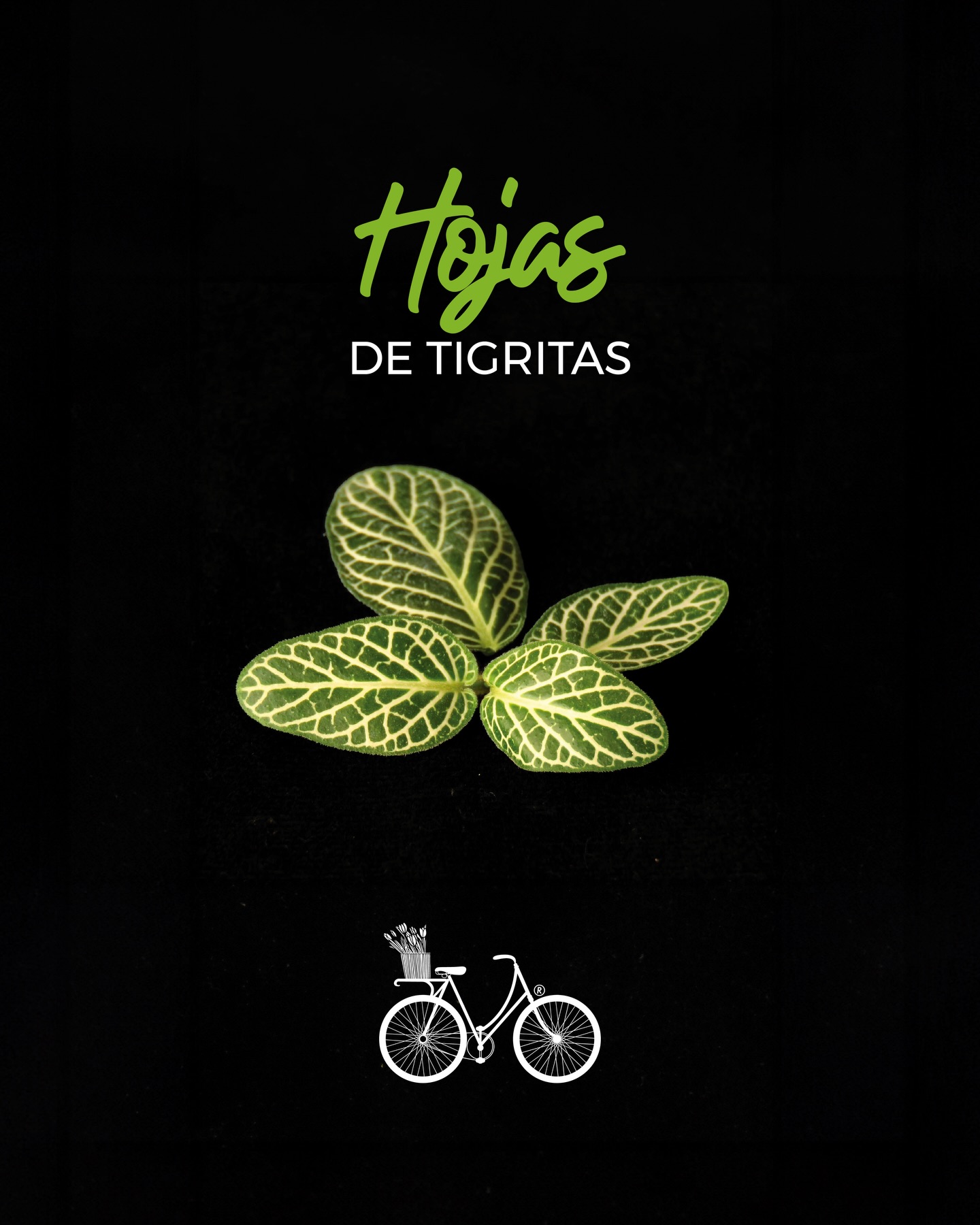 Hojas de Tigritas