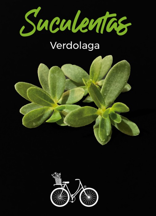 Suculenta Verdolaga