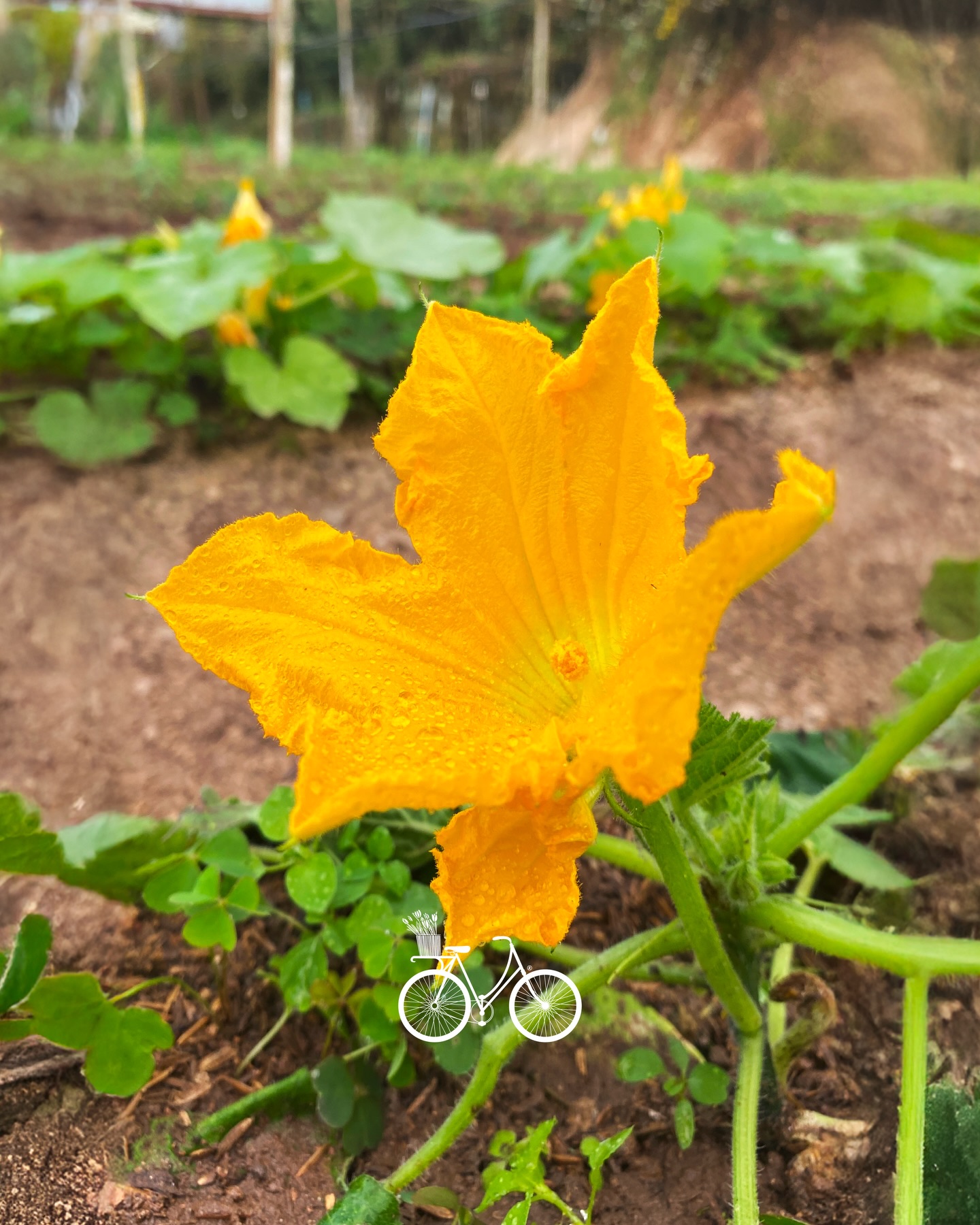 Flor de Calabaza en el Vivero LMV