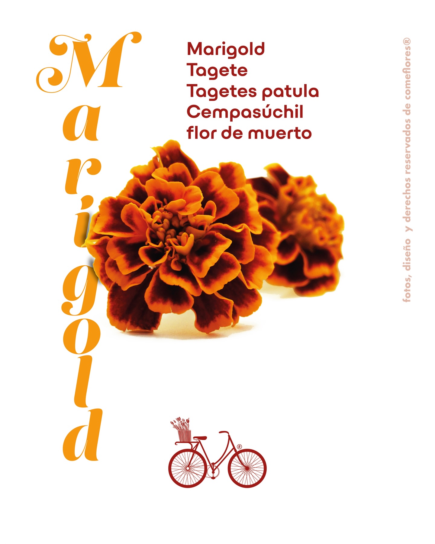 Marigold Póster